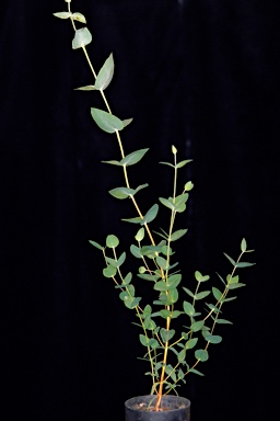 APII jpeg image of Eucalyptus gillii - socialis  © contact APII