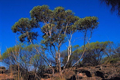 APII jpeg image of Eucalyptus gittinsii subsp. gittinsii  © contact APII