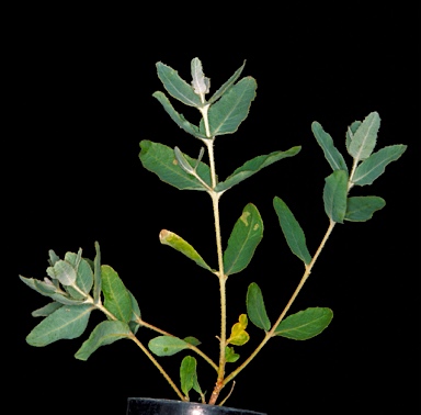APII jpeg image of Eucalyptus gittinsii subsp. gittinsii  © contact APII