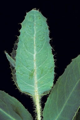 APII jpeg image of Eucalyptus gittinsii subsp. gittinsii  © contact APII