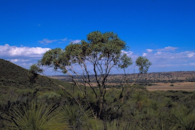 APII jpeg image of Eucalyptus gittinsii subsp. illucida  © contact APII