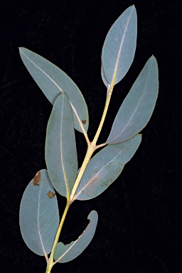 APII jpeg image of Eucalyptus gittinsii subsp. illucida  © contact APII
