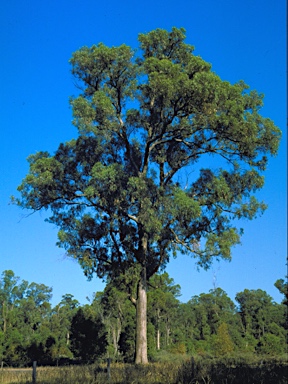 APII jpeg image of Eucalyptus gomphocephala  © contact APII