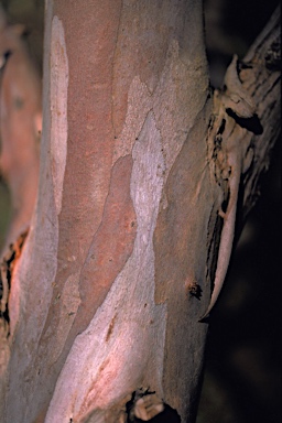 APII jpeg image of Eucalyptus goniantha subsp. goniantha  © contact APII
