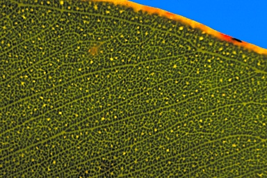 APII jpeg image of Eucalyptus notactites  © contact APII