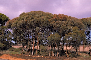 APII jpeg image of Eucalyptus goniocarpa  © contact APII