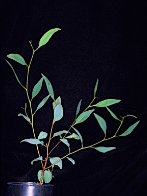 APII jpeg image of Eucalyptus goniocarpa  © contact APII
