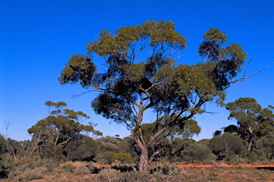 APII jpeg image of Eucalyptus longissima  © contact APII