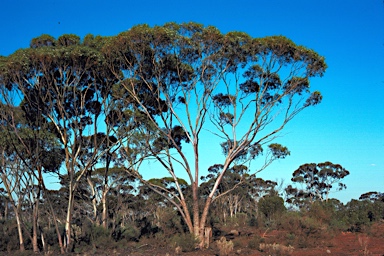 APII jpeg image of Eucalyptus griffithsii  © contact APII