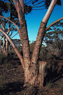 APII jpeg image of Eucalyptus griffithsii  © contact APII