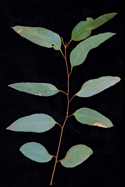 APII jpeg image of Eucalyptus griffithsii  © contact APII