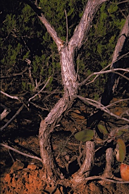 APII jpeg image of Eucalyptus grossa  © contact APII