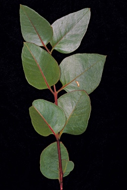 APII jpeg image of Eucalyptus grossa  © contact APII