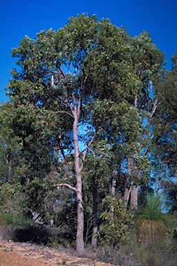 APII jpeg image of Corymbia haematoxylon  © contact APII