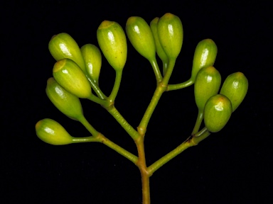 APII jpeg image of Corymbia haematoxylon  © contact APII