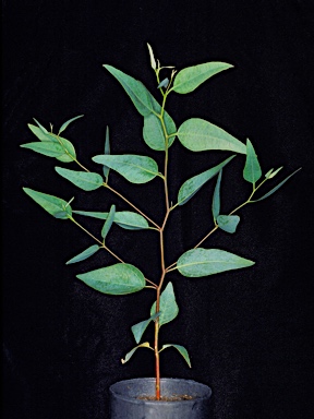 APII jpeg image of Eucalyptus hebetifolia  © contact APII