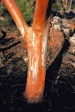 APII jpeg image of Eucalyptus histophylla  © contact APII