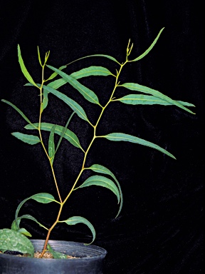 APII jpeg image of Eucalyptus histophylla  © contact APII