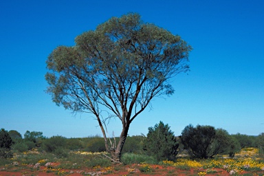 APII jpeg image of Eucalyptus horistes subsp. borealis  © contact APII