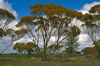 APII jpeg image of Eucalyptus horistes subsp. kochii  © contact APII