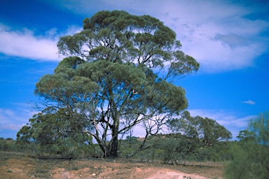 APII jpeg image of Eucalyptus sp. Flinders Ranges (D.Nicolle 562)  © contact APII
