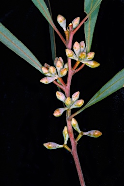 APII jpeg image of Eucalyptus sp. Flinders Ranges (D.Nicolle 562)  © contact APII