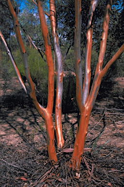 APII jpeg image of Eucalyptus incerata  © contact APII