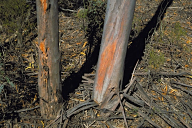 APII jpeg image of Eucalyptus singularis  © contact APII