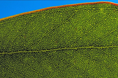 APII jpeg image of Eucalyptus singularis  © contact APII
