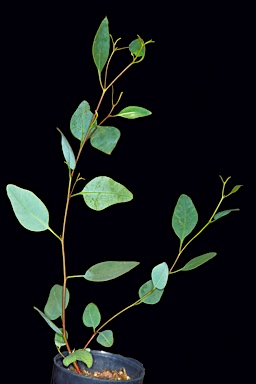 APII jpeg image of Eucalyptus singularis subsp. singularis MS  © contact APII