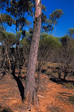 APII jpeg image of Eucalyptus indurata  © contact APII