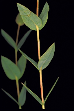 APII jpeg image of Eucalyptus indurata  © contact APII