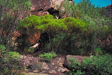 APII jpeg image of Eucalyptus insularis  © contact APII