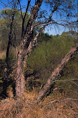 APII jpeg image of Eucalyptus jucunda  © contact APII