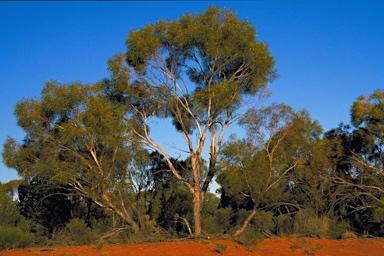 APII jpeg image of Eucalyptus jutsonii  © contact APII