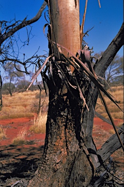 APII jpeg image of Eucalyptus kingsmillii subsp. kingsmillii  © contact APII