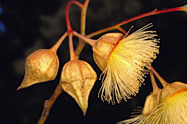 APII jpeg image of Eucalyptus kingsmillii subsp. kingsmillii  © contact APII