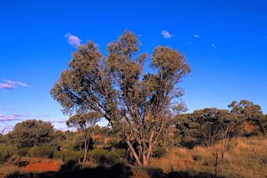 APII jpeg image of Eucalyptus alatissima subsp. alatissima  © contact APII