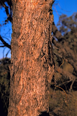 APII jpeg image of Eucalyptus alatissima subsp. alatissima  © contact APII