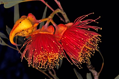 APII jpeg image of Eucalyptus alatissima subsp. alatissima  © contact APII