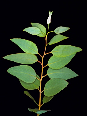 APII jpeg image of Eucalyptus alatissima subsp. alatissima  © contact APII