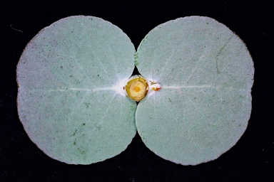 APII jpeg image of Eucalyptus kruseana  © contact APII