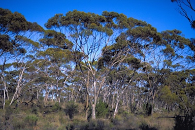 APII jpeg image of Eucalyptus kumarlensis  © contact APII