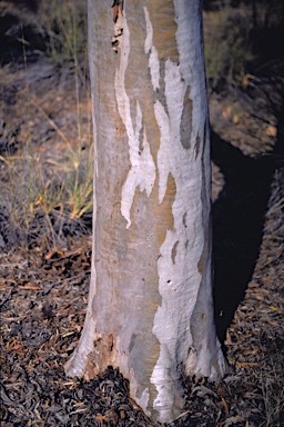 APII jpeg image of Eucalyptus kumarlensis  © contact APII