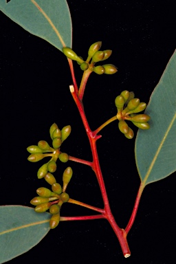 APII jpeg image of Eucalyptus laeliae  © contact APII