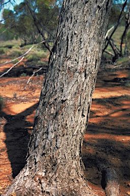 APII jpeg image of Eucalyptus laevis  © contact APII