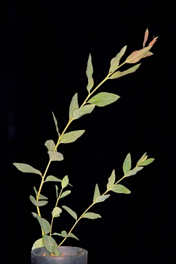 APII jpeg image of Eucalyptus laevis  © contact APII