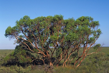APII jpeg image of Eucalyptus lane-poolei  © contact APII