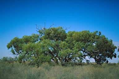 APII jpeg image of Eucalyptus aff largiflorens  © contact APII