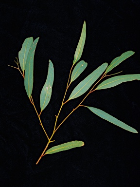 APII jpeg image of Eucalyptus aff largiflorens  © contact APII